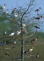 White Ibis (Eudocimus albus) flock in a tree, North America