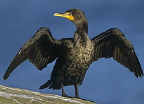 Double-crested Cormorant (Phalacrocorax auritus) drying its wings, North America
