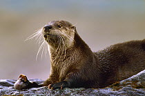 North American River Otter (Lontra canadensis) eating a fish, North America