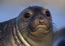 Northern Elephant Seal (Mirounga angustirostris) pup, North America