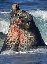 Northern Elephant Seal (Mirounga angustirostris) two bulls fighting in the surf, California