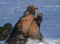 Northern Elephant Seal (Mirounga angustirostris) two bulls fighting in the surf, California