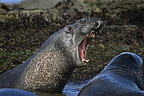 Northern Elephant Seal (Mirounga angustirostris) two bulls fighting in the shallows, California