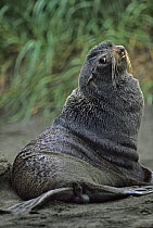 Northern Fur Seal (Callorhinus ursinus) on beach