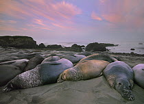 Northern Elephant Seal (Mirounga angustirostris) group laying on beach, Point Piedra Blancas, California