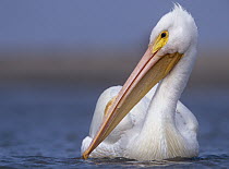 American White Pelican (Pelecanus erythrorhynchos), North America