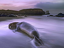 Northern Elephant Seal (Mirounga angustirostris) bull laying at surf's edge, Point Piedras Blancas, California