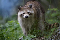 Raccoon (Procyon lotor) in the forest, North America