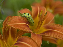 Black Swallowtail (Papilio polyxenes) butterfly caterpillar on wild daylily, North America