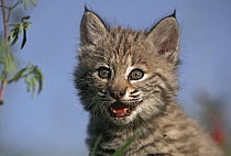 Bobcat (Lynx rufus) kitten, North America