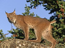 Canada Lynx (Lynx canadensis) climbing on rock, North America