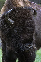 American Bison (Bison bison), North America