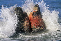 Northern Elephant Seal (Mirounga angustirostris) bulls fighting in the surf for dominance, California