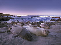 Northern Elephant Seal (Mirounga angustirostris) juveniles laying on the beach, Point Piedras Blancas, Big Sur, California
