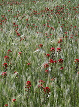 Indian Paintbrush (Castilleja coccinea) and Foxtail Barley (Critesion jubatum) field, Texas