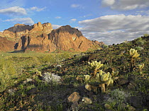 Opuntia (Opuntia sp) cactus and other desert vegetation, Kofa National Wildlife Refuge, Arizona