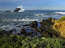 Seastack and rocky shore at Point Piedras Blancas, California