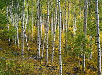 Quaking Aspen (Populus tremuloides) forest, Colorado