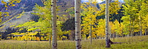 Quaking Aspen (Populus tremuloides) grove in autumn, Colorado