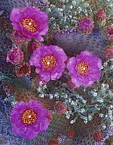 Beavertail Cactus (Opuntia longiareolata) flowering, North America