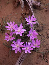Desert Chicory (Rafinesquia neomexicana) close up of bloom, North America