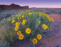 Sunflowers and buttes, Capitol Reef National Park, Utah