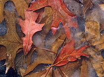 Northern Red Oak (Quercus rubra) frozen leaves, North America