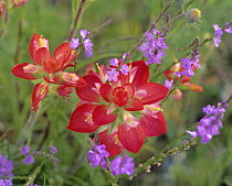 Indian Paintbrush (Castilleja coccinea) blooming, Texas