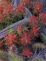 Indian Paintbrush (Castilleja coccinea) close up of bloom, North America