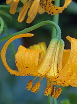Columbia Lily (Lilium columbianum) showing spotted petals and pollen on anthers, North America