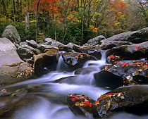 Little Pigeon River cascading among rocks and colorful Maple leaves, Great Smoky Mountains National Park, Tennessee