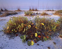 Dune vegetation on Bowman's Beach, Sanibel Island, Florida