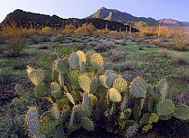 Beavertail Cactus (Opuntia basilaris) with Picacho Mountain in the background, Pichaco Peak State Park, Arizona