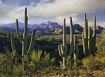 Saguaro (Carnegiea gigantea) cacti and Santa Catalina Mountains, Arizona