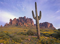 Saguaro (Carnegiea gigantea) cactus and California Brittlebush (Encelia californica) in Lost Dutchman State Park, Superstition Mountains, Arizona