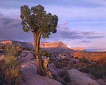 Single-leaf Pinyon Pine (Pinus monophylla) at Toroweap Overlook, Grand Canyon National Park, Arizona