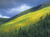 Quaking Aspen (Populus tremuloides) forest, Maroon Bells, Snowmass Wilderness, Colorado