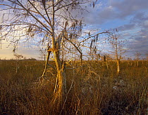 Bald Cypress (Taxodium distichum), Everglades National Park, Florida