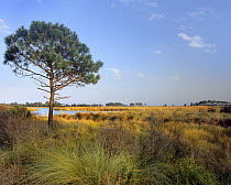Pine (Pinus sp) tree and salt marsh, St. Marks National Wildlife Refuge, Florida