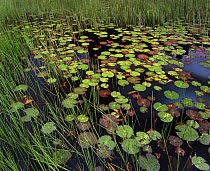 Pond with lily pads and grasses, Cape Cod, Massachusetts