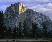 El Capitan rising over the forest, Yosemite National Park, California