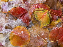 Cottonwood (Populus sp) frozen leaves, North America