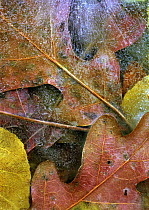 Frozen autumn leaves, North America