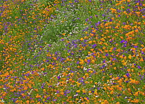 California Poppy (Eschscholzia californica) and Desert Bluebell (Phacelia campanularia) carpeting a spring hillside, California