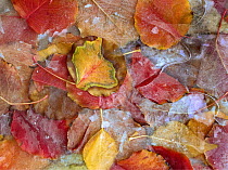 Cottonwood (Populus sp) frozen leaves, North America