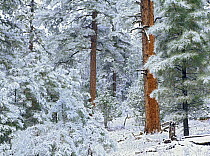 Ponderosa Pine (Pinus ponderosa) forest in snow, Grand Canyon National Park, Arizona