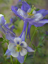 Colorado Blue Columbine (Aquilegia caerulea) close up, state flower, Colorado