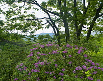 Rhododendron (Rhododendron sp) in bloom, Blue Ridge Parkway, North Carolina