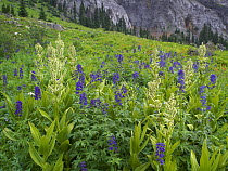 Delphinium (Delphinium staphisagria) flowers in meadow beneath Potosi Peak, Yankee Boy Basin, Colorado