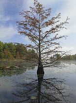 Bald Cypress (Taxodium distichum) reflected in water, Millwood Lake State Park, Arkansas